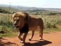 Un lion mange mon pneu