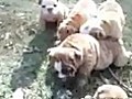 AKC English Bulldog Puppies