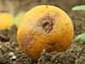 Drought affects orange crop in Nagpur