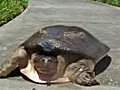 Lightning Larry,  the World’s Fastest Turtle