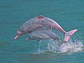 Pink Dolphins Frolic In Hong Kong Waters
