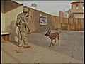 Gina the military working dog