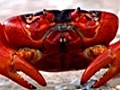 Red Crab Marathon