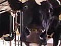 Video - Is Cloned Beef Safe?: Probably...