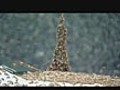 Bees Swarm Sheriff’s Car