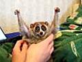 Tickling a slow loris