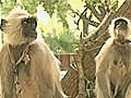 Langurs at Games venues to keep smaller monkeys in check