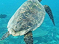 The Ellaidhoo turtle