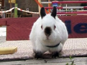 Bunny hop is no competition for 