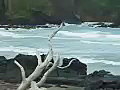 Royalty Free Stock Video SD Footage Static Shot of Coastline and Ocean on South Coastline Near Hana in Maui,  Hawaii