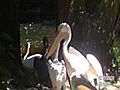 Young Pelicans plunge their heads deep into the parental throat pouch - Munich Zoo