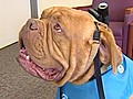 Therapy Dog Shoots His Own Video