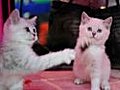 Claws out at Moscow’s international cat show