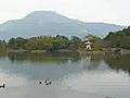 三島池の鴨