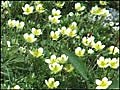 宝剣岳に咲き競う高山植物　2