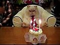 Joyeux anniversaire le chat !