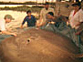 Giant Stingray