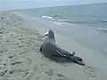 Sneaky Seal Steals Fish