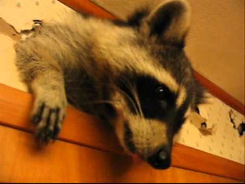 Raccoon Willie Watermelon - Exyi - Ex Videos