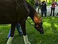 Derby winner Animal Kingdom arrives in Maryland