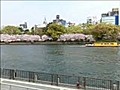 大川の花見