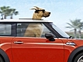 Marmaduke : bande annonce