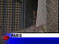Paris Unveils Leopard Cubs