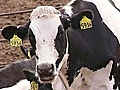 California Screening Cows for Contamination in Milk