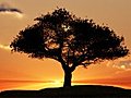 1076 Lone Tree Spring Sunset Stock Footage