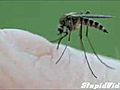 Mosquito Takes A Bite