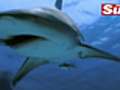 Shark Shocks Paparazzi