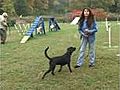 Dog Training - Solve Your Dog’s Jumping Issue