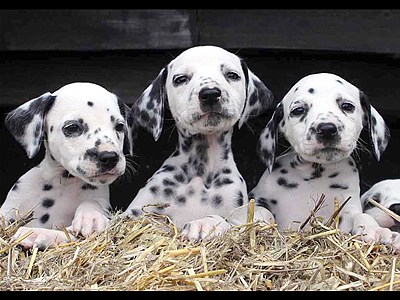 Seeing spots? Dalmatian delivers 16 pups