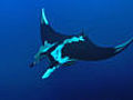 Giant mantas