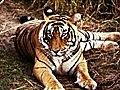 explore - Hunted Tigers