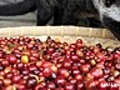 Civet Coffee: Disgusting or a Delicacy?