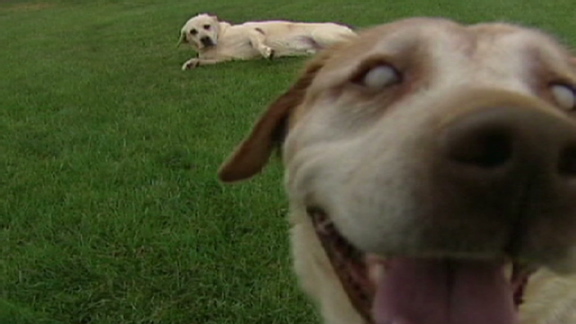 Blind dog has its own seeing eye dog