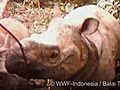 I rarissimi esemplari di rinoceronti di Giava