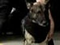 Extra: Transit Police K9 Gets Vest Thanks To Teen