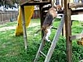 My sister’s Dog climbing the playhouse,  kinda funny!!