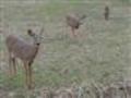 Wildlife Deer in the Forest Park