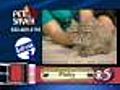 7/24 Pet Saver: Pinky the cat