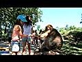 La forêt des singes de Rocamadour