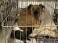 50 Dogs Rescued From Puppy Mill Near Midway