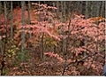 Invasive Plants: Winged Euonymus