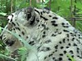 WORLD FIRST - Snow Leopard Lithotripsy.