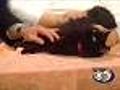 'Midnight' - Adult Cat - # A04023763