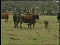 Ganadera Macua de Larraga, Navarra