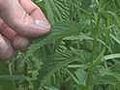 How to Identify Poisonous Weeds