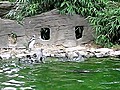 Penguins Chasing A Butterfly